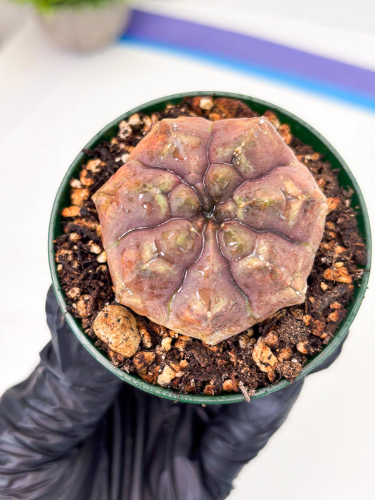 Gymnocalycium Daydream (gy6) (b18) | Rare Hybrids