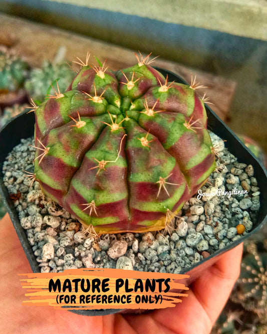 Gymnocalycium Chinese Dates (gy16) (b4) | Rare Hybrids