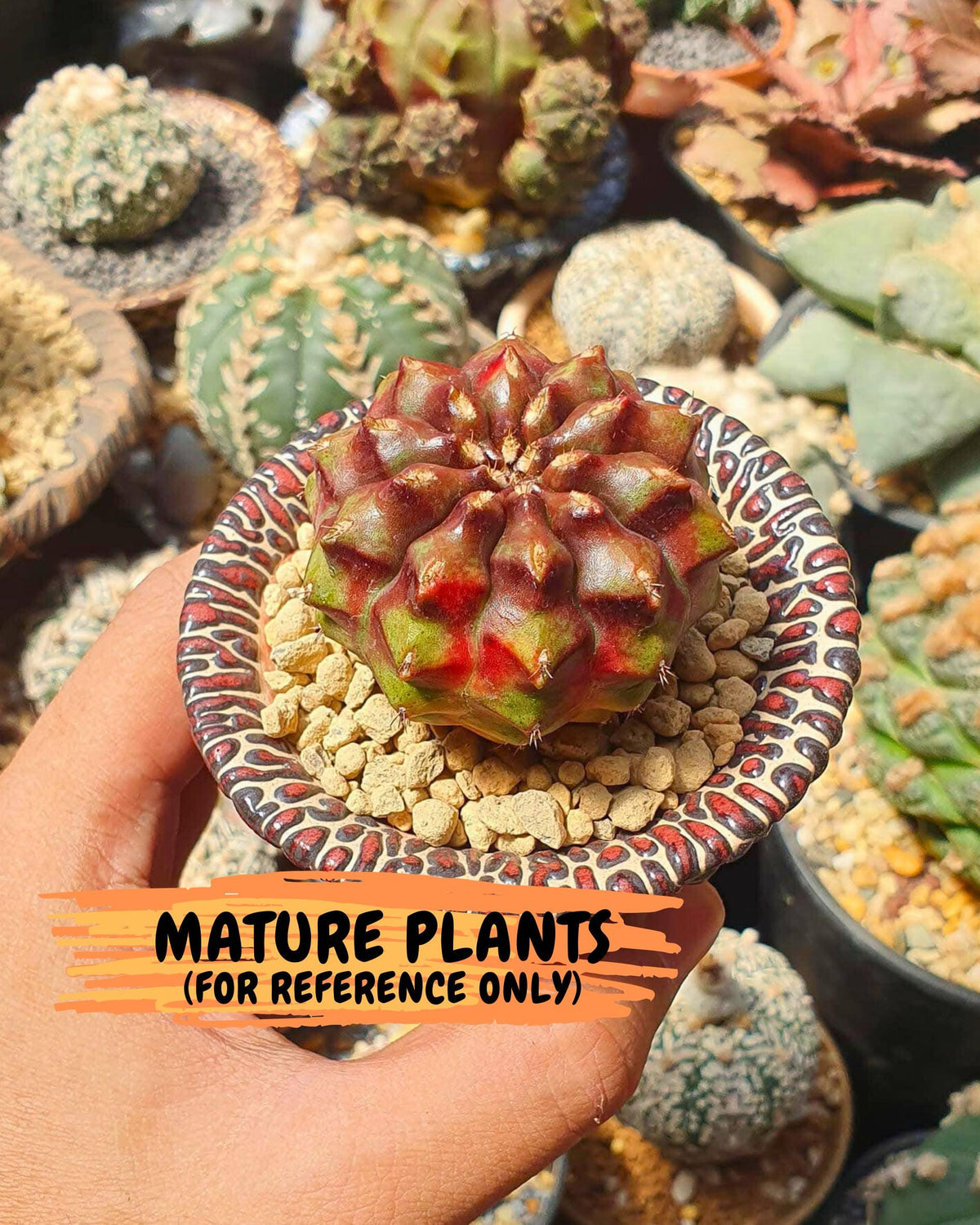Gymnocalycium Chinese Dates (gy13) (18) | Rare Hybrids