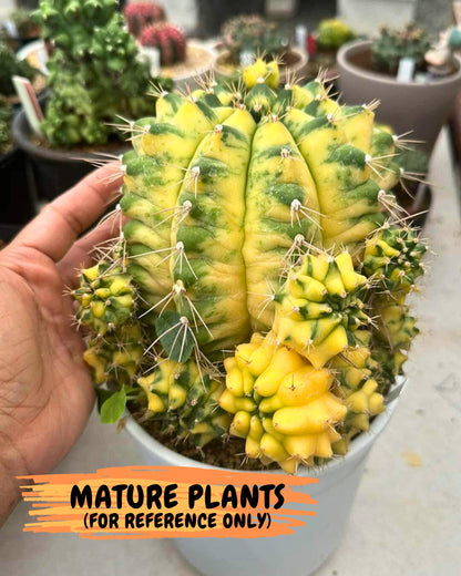 Gymnocalycium Amber (gy19) (9) | Rare Hybrids