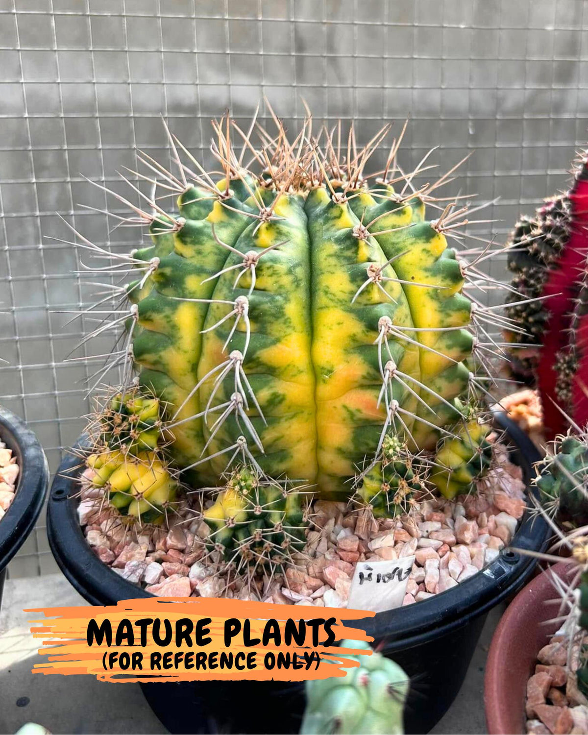 Gymnocalycium Amber (gy19) (9) | Rare Hybrids