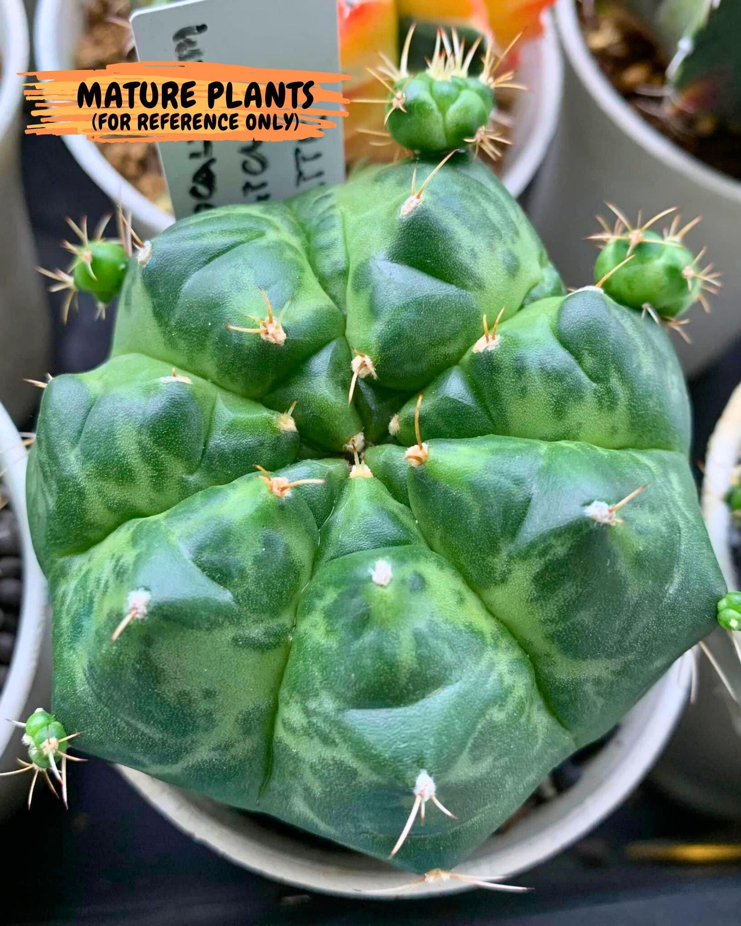 Gymnocalycium Green Marble (gy7) (g2) | Hybrid Cactus