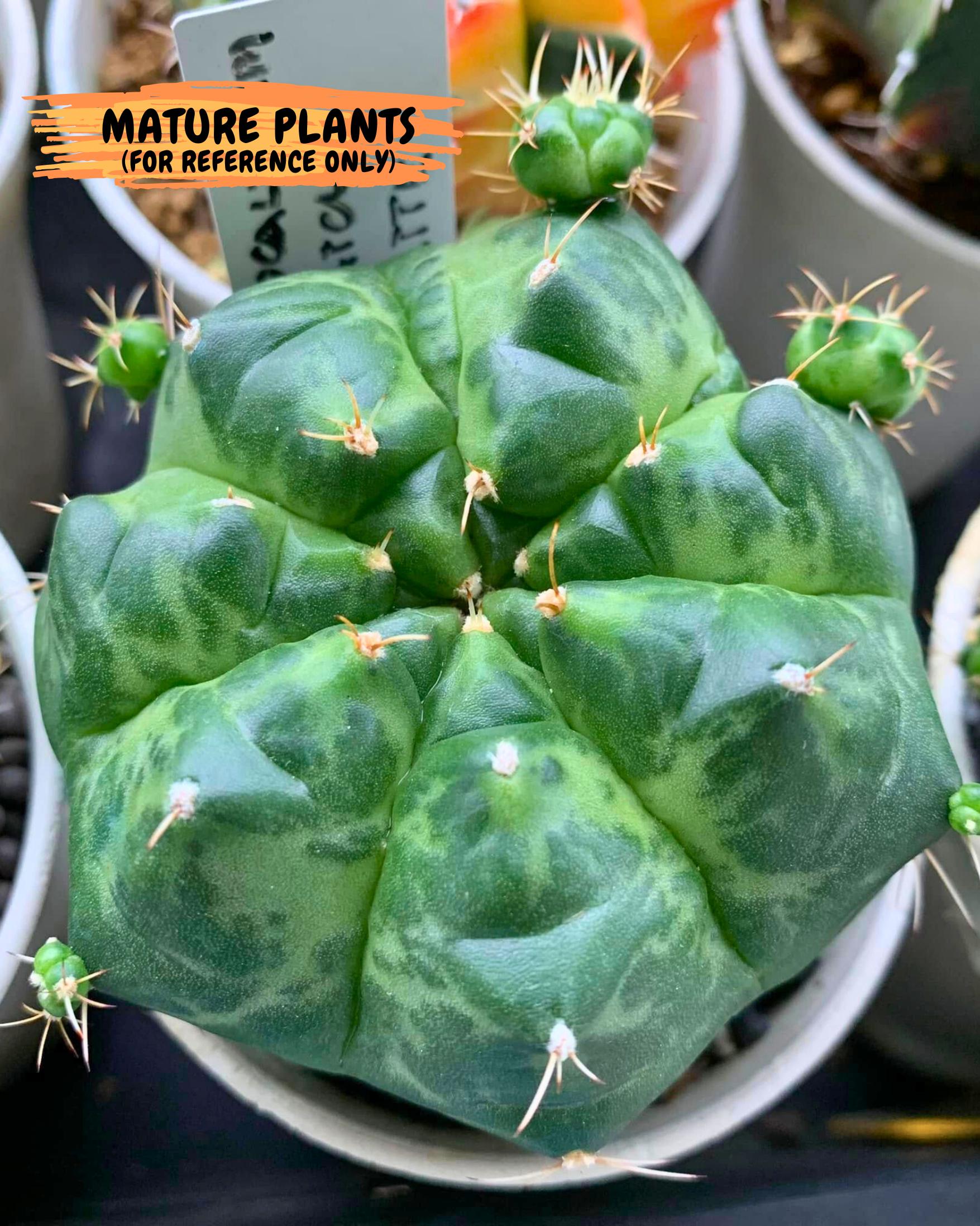Gymnocalycium Green Marble (gy7) (g1) | Hybrid Cactus