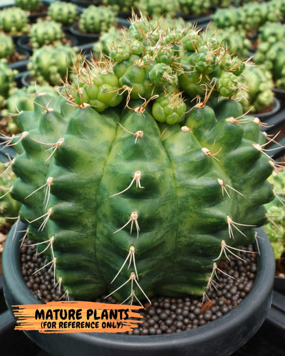 Gymnocalycium Green Marble (gy7) (g2) | Hybrid Cactus