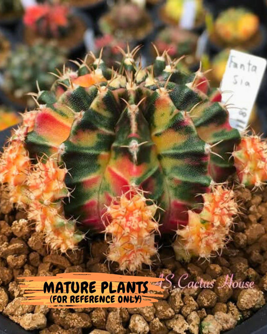 Gymnocalycium Fantasia (gy8) (b6) | Special Hybrid cactus