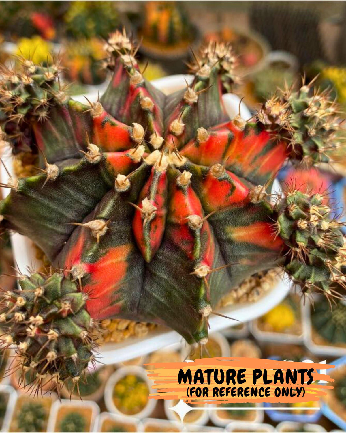 Gymnocalycium Black Pearl (gy17) (8) | Rare Hybrids