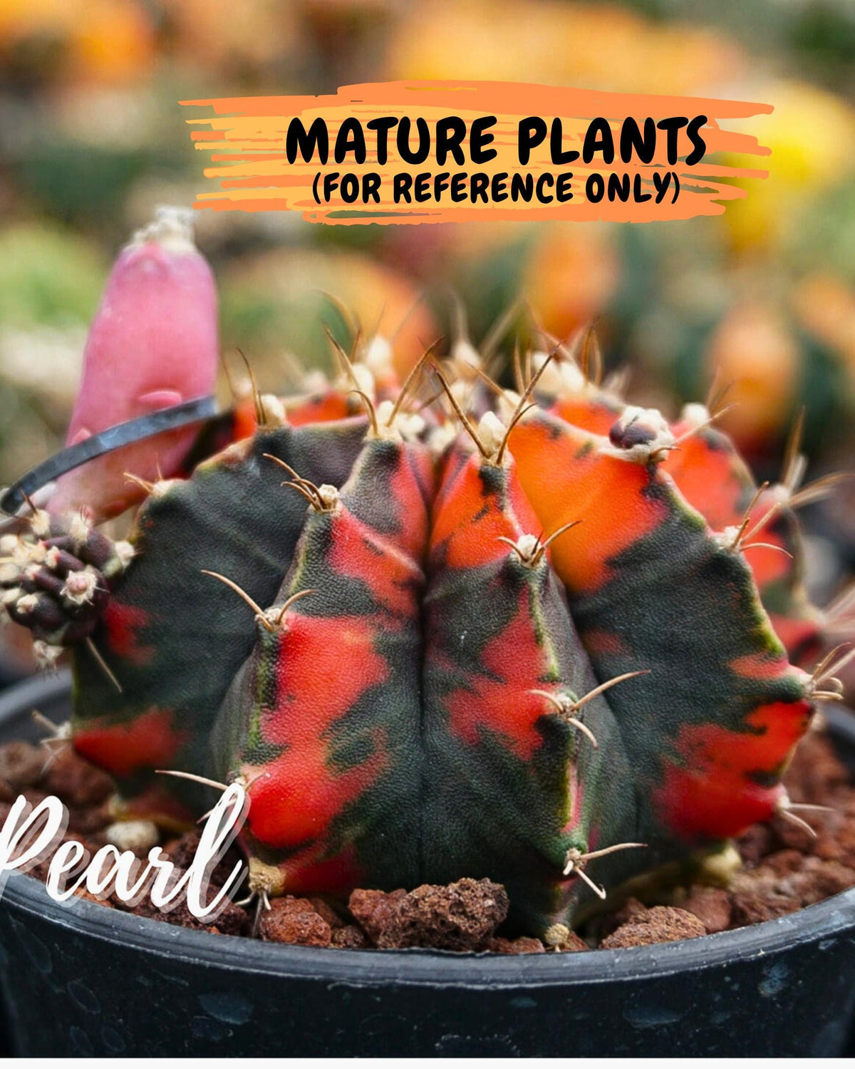 Gymnocalycium Black Pearl (gy17) (7) | Rare Hybrids