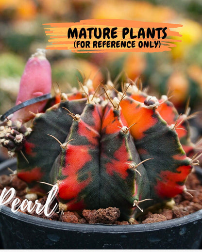 Gymnocalycium Black Pearl (gy17) (7) | Rare Hybrids