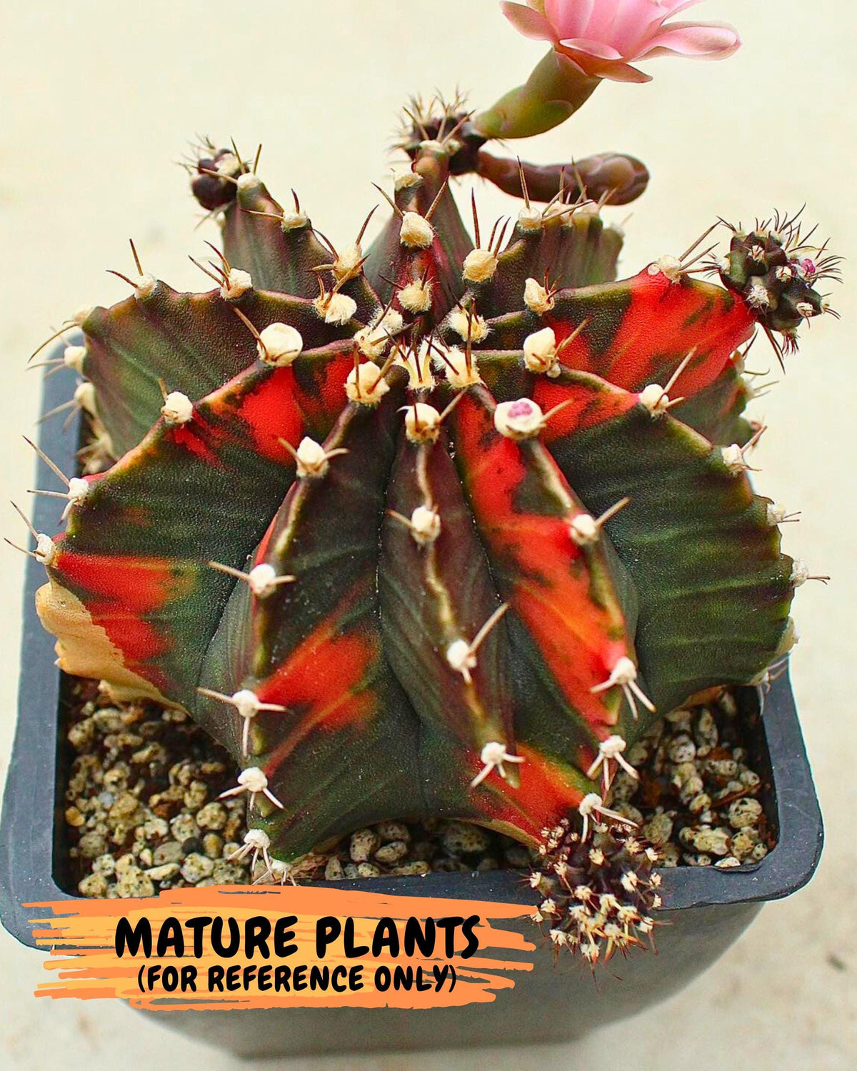 Gymnocalycium Black Pearl (gy17) (8) | Rare Hybrids