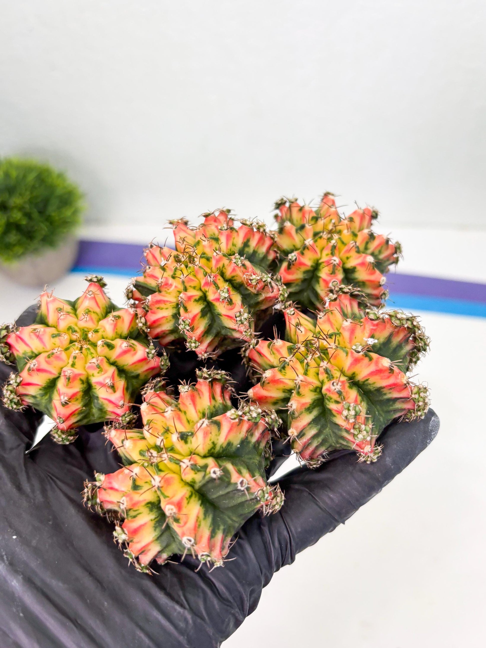 Gymnocalycium Multicolor Pups | Sellers choice | 2pcs, 4pcs, 6pcs