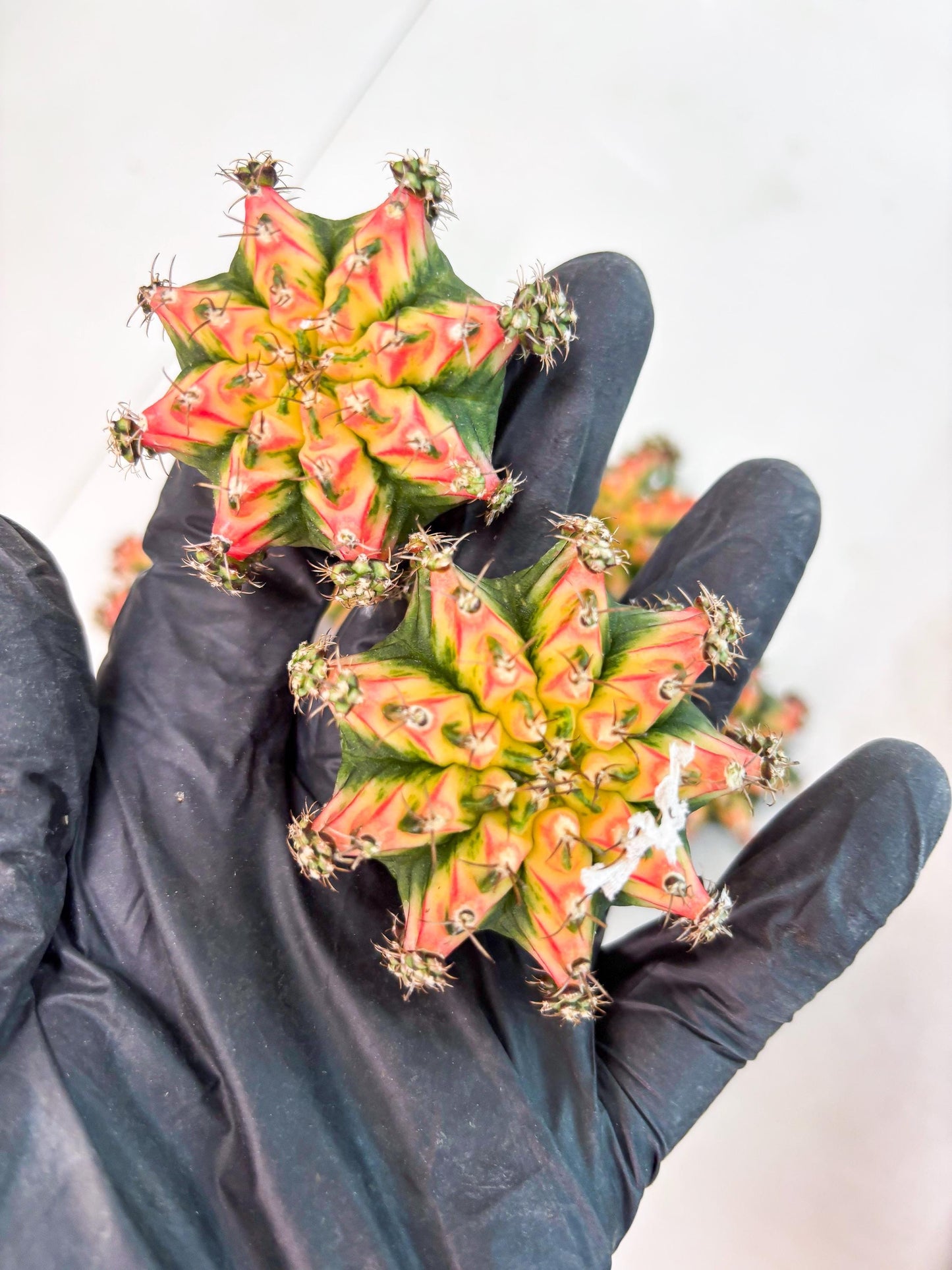 Gymnocalycium Multicolor Pups | Sellers choice | 2pcs, 4pcs, 6pcs