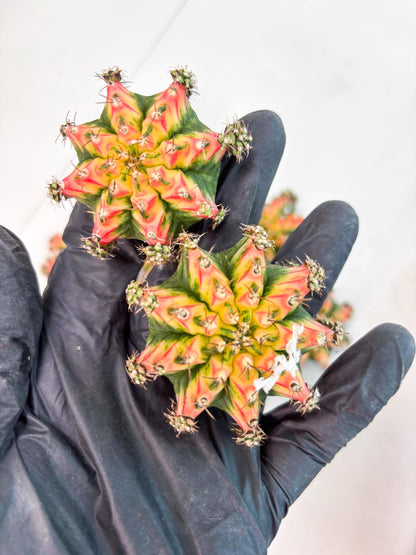 Gymnocalycium Multicolor Pups | Sellers choice | 2pcs, 4pcs, 6pcs