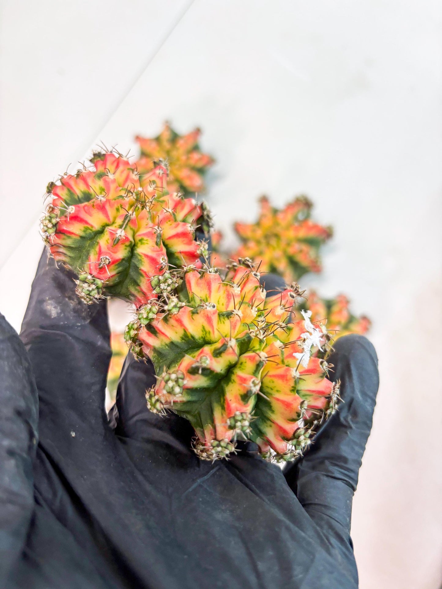 Gymnocalycium Multicolor Pups | Sellers choice | 2pcs, 4pcs, 6pcs