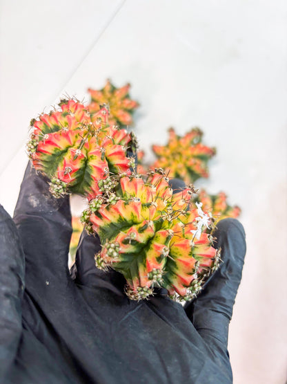 Gymnocalycium Multicolor Pups | Sellers choice | 2pcs, 4pcs, 6pcs