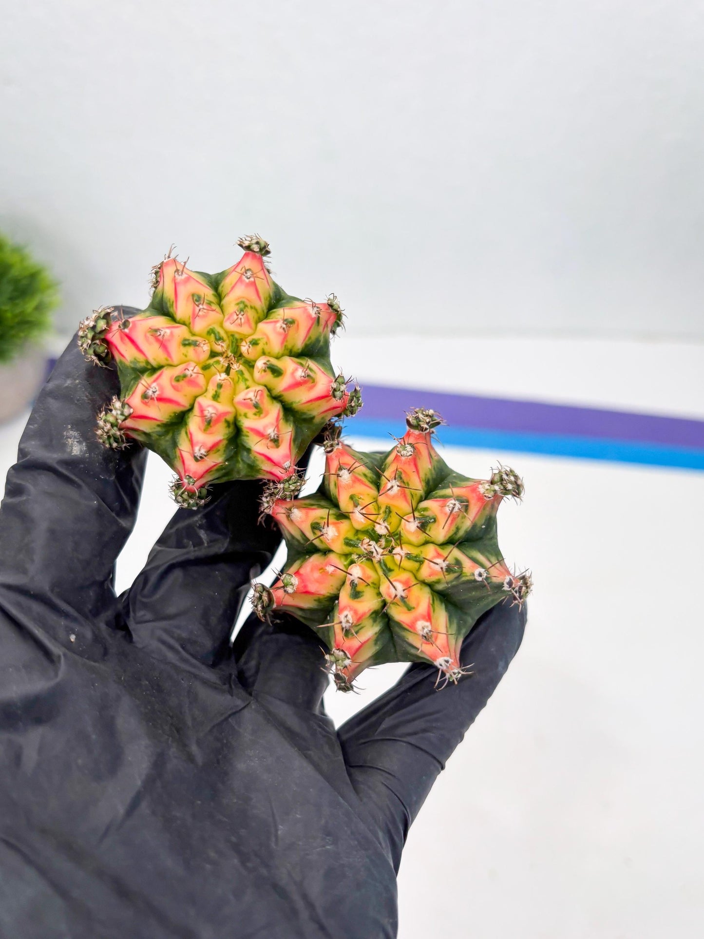 Gymnocalycium Multicolor Pups | Sellers choice | 2pcs, 4pcs, 6pcs