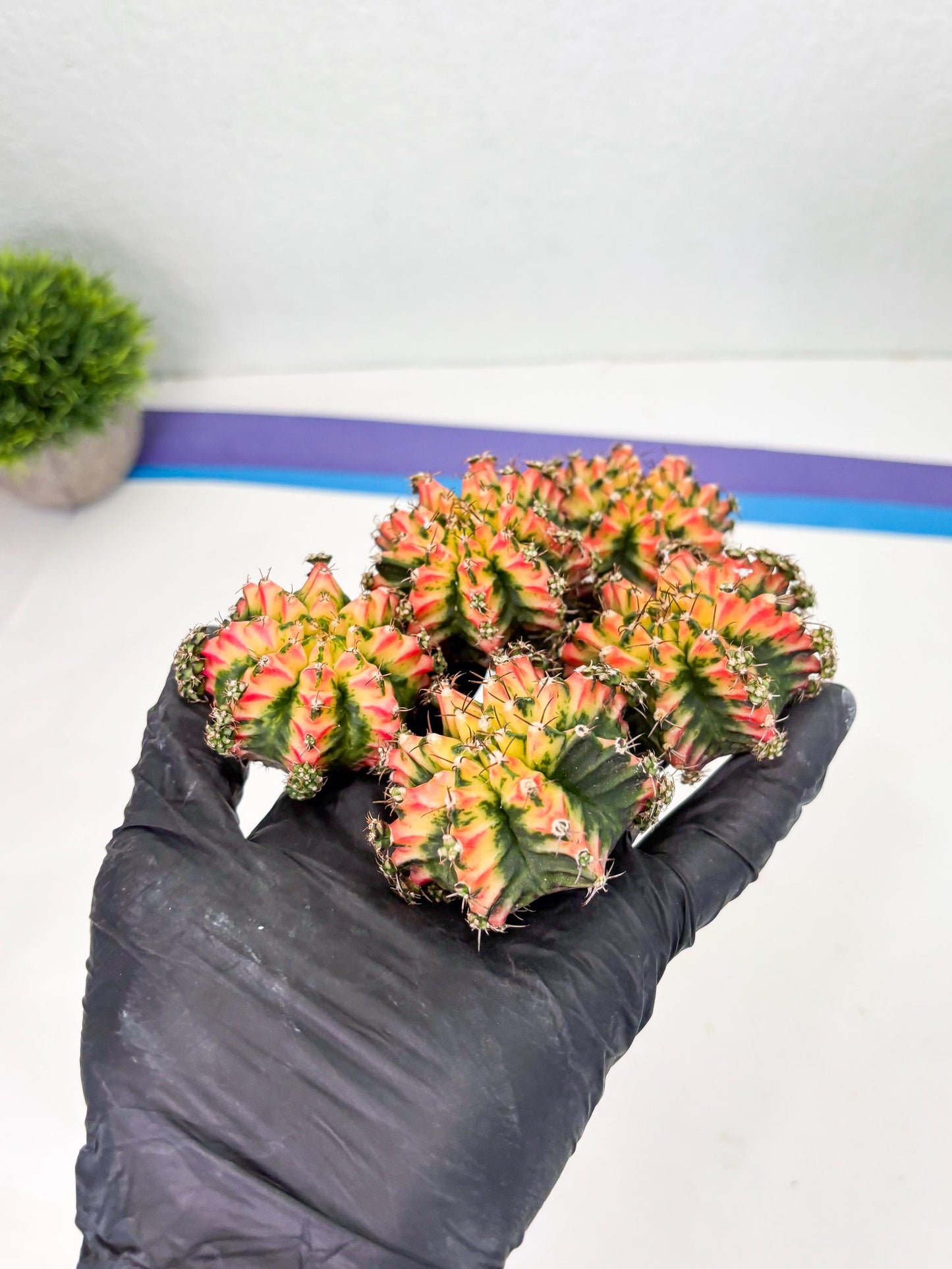 Gymnocalycium Multicolor Pups | Sellers choice | 2pcs, 4pcs, 6pcs