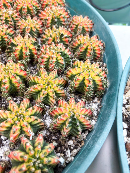 Gymnocalycium Multicolor Pups | Sellers choice | 2pcs, 4pcs, 6pcs