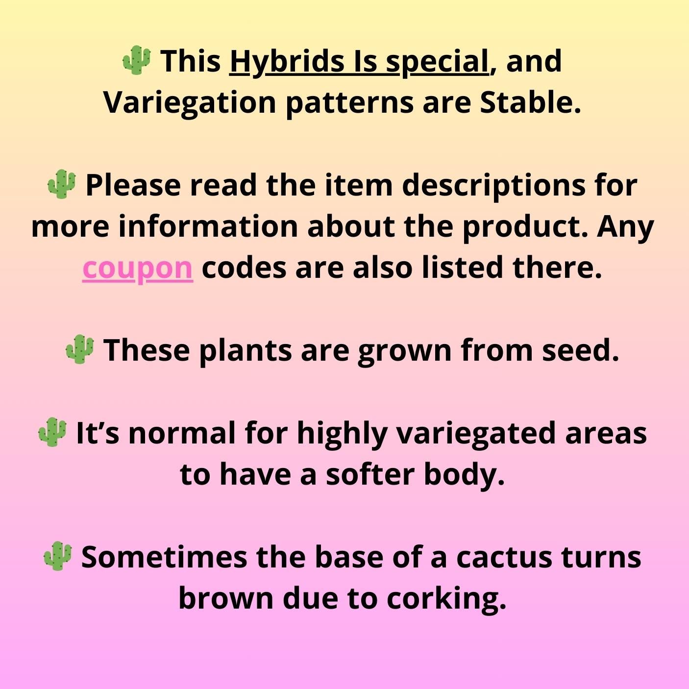 Gymnocalycium Multicolor Pups | Sellers choice | 2pcs, 4pcs, 6pcs