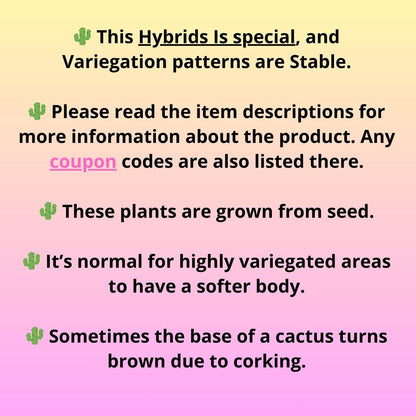 Gymnocalycium Multicolor Pups | Sellers choice | 2pcs, 4pcs, 6pcs