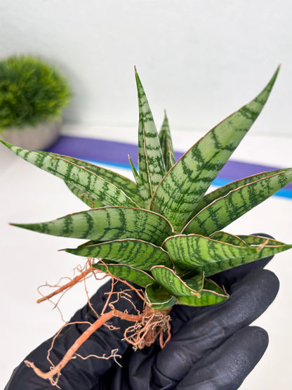 Sansevieria Nalika x Bally Star (Ha4) (1) | Hybrid Snake Plant