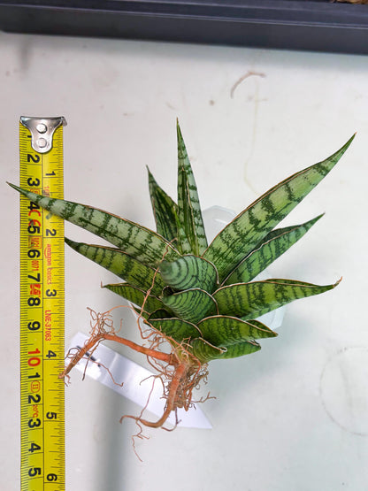 Sansevieria Nalika x Bally Star (Ha4) (1) | Hybrid Snake Plant