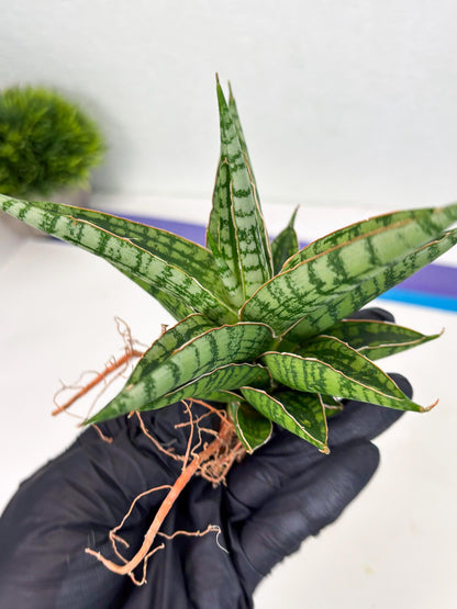 Sansevieria Nalika x Bally Star (Ha4) (1) | Hybrid Snake Plant