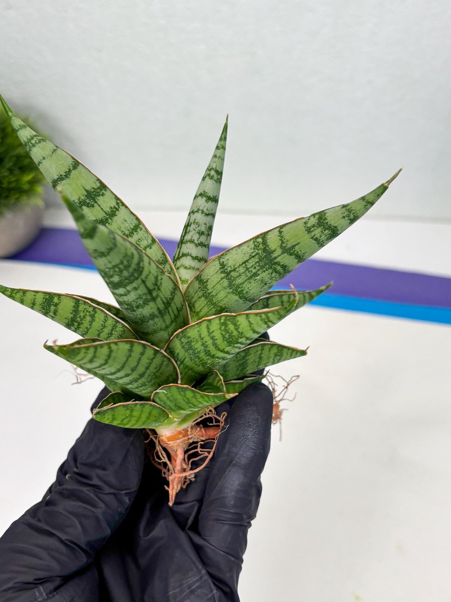 Sansevieria Nalika x Bally Star (Ha4) (1) | Hybrid Snake Plant