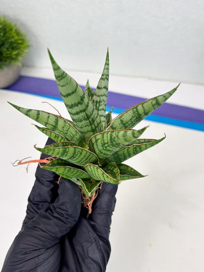 Sansevieria Nalika x Bally Star (Ha4) (1) | Hybrid Snake Plant