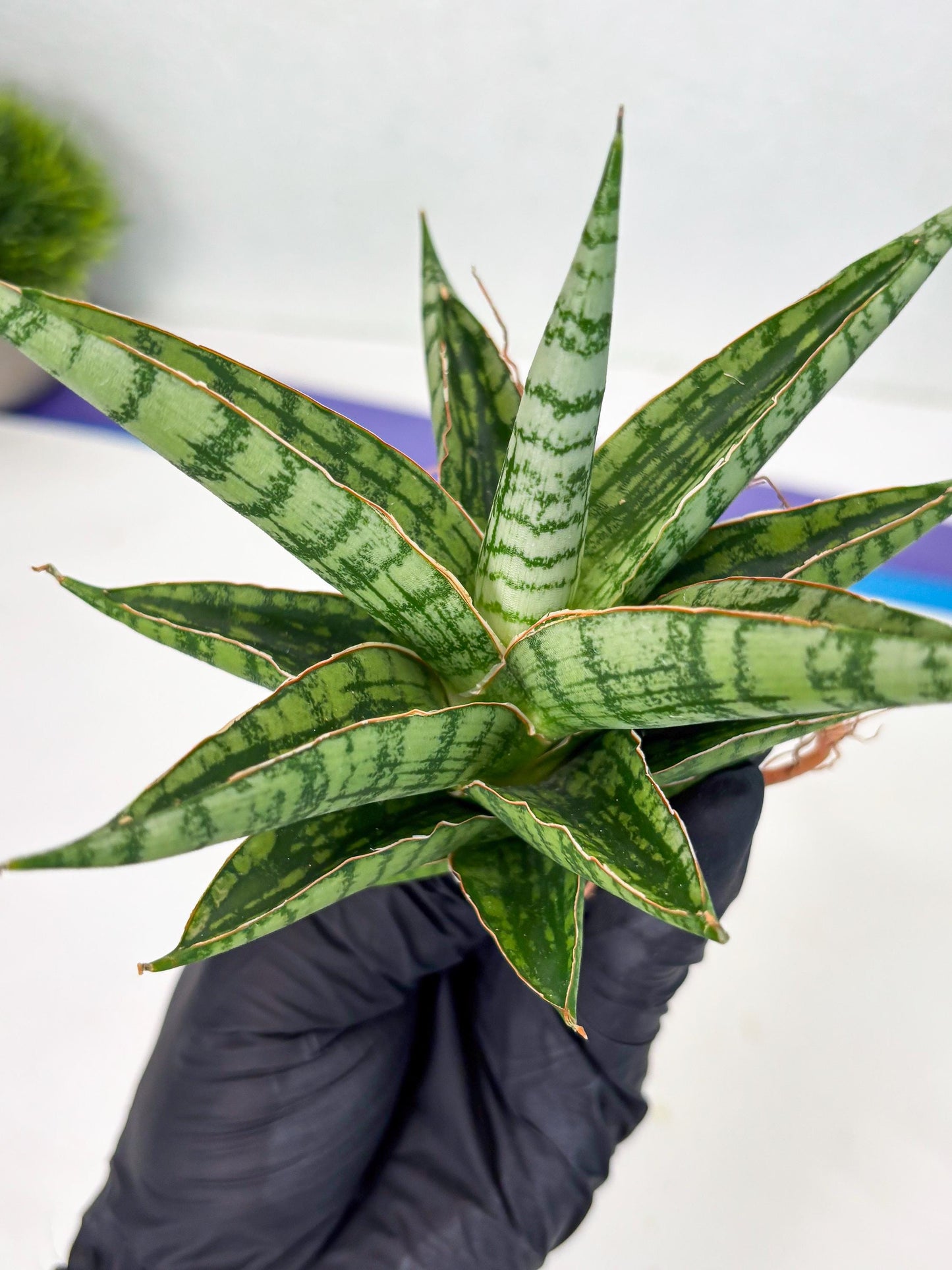 Sansevieria Nalika x Bally Star (Ha4) (1) | Hybrid Snake Plant