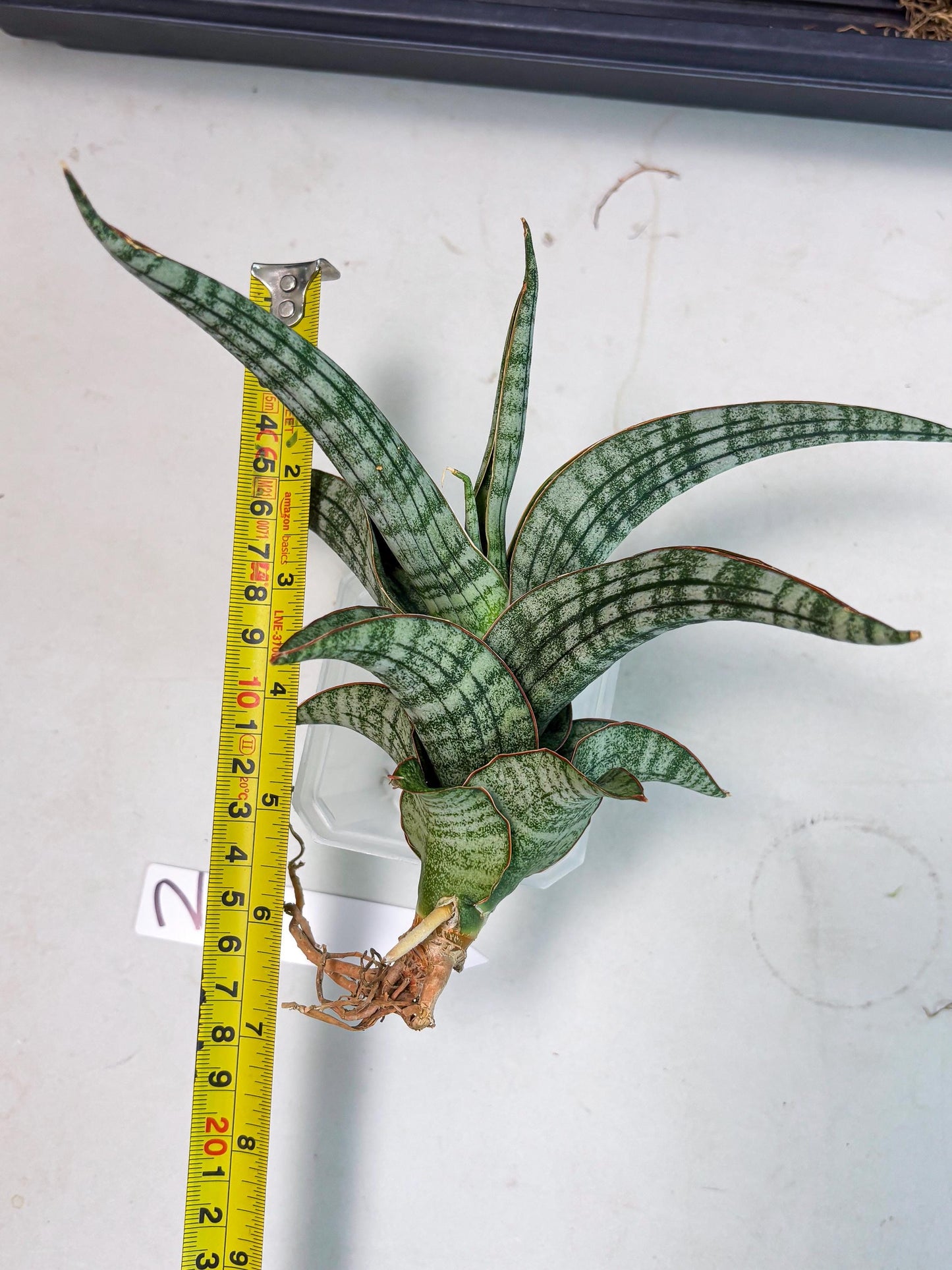 Sansevieria Azura x Marsha (Ha4) (2) | Hybrid Snake Plant