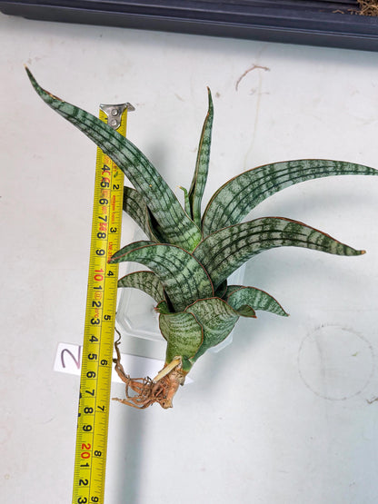 Sansevieria Azura x Marsha (Ha4) (2) | Hybrid Snake Plant
