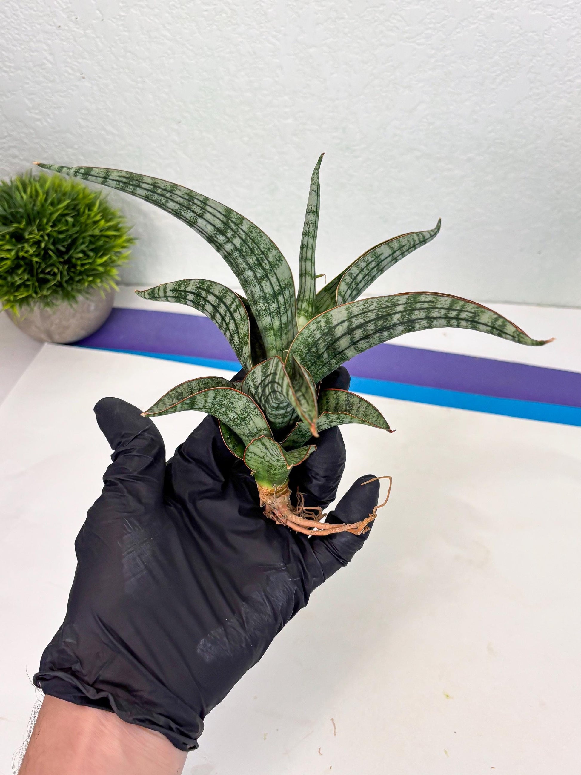 Sansevieria Azura x Marsha (Ha4) (2) | Hybrid Snake Plant