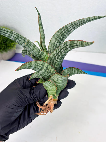 Sansevieria Azura x Marsha (Ha4) (2) | Hybrid Snake Plant