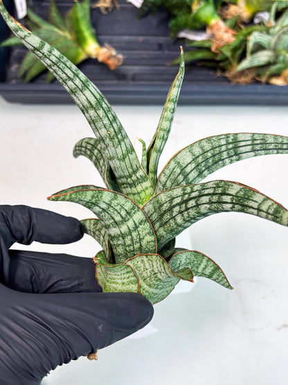 Sansevieria Azura x Marsha (Ha4) (2) | Hybrid Snake Plant