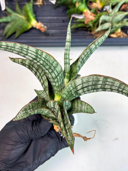 Sansevieria Azura x Marsha (Ha4) (2) | Hybrid Snake Plant