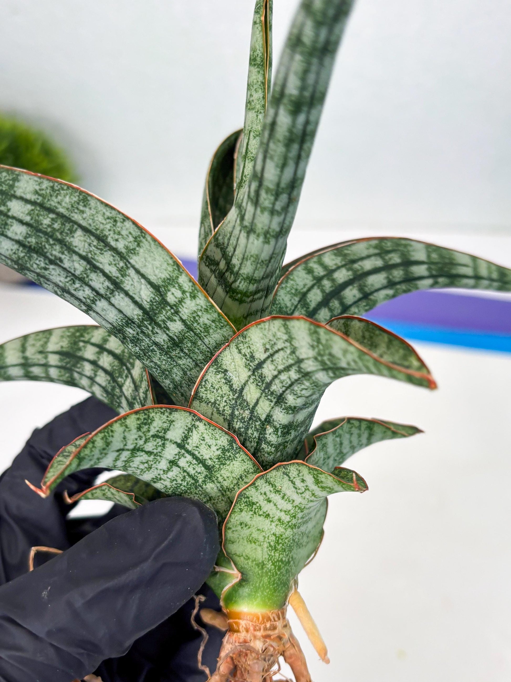 Sansevieria Azura x Marsha (Ha4) (2) | Hybrid Snake Plant