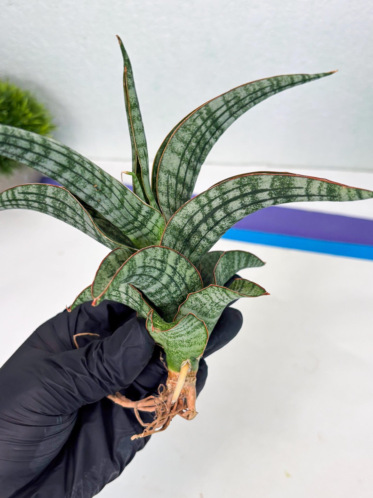 Sansevieria Azura x Marsha (Ha4) (2) | Hybrid Snake Plant