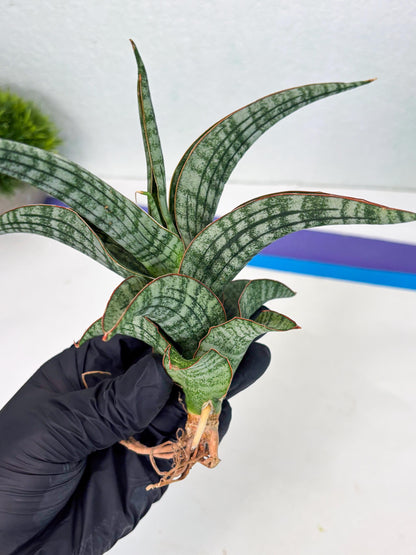 Sansevieria Azura x Marsha (Ha4) (2) | Hybrid Snake Plant