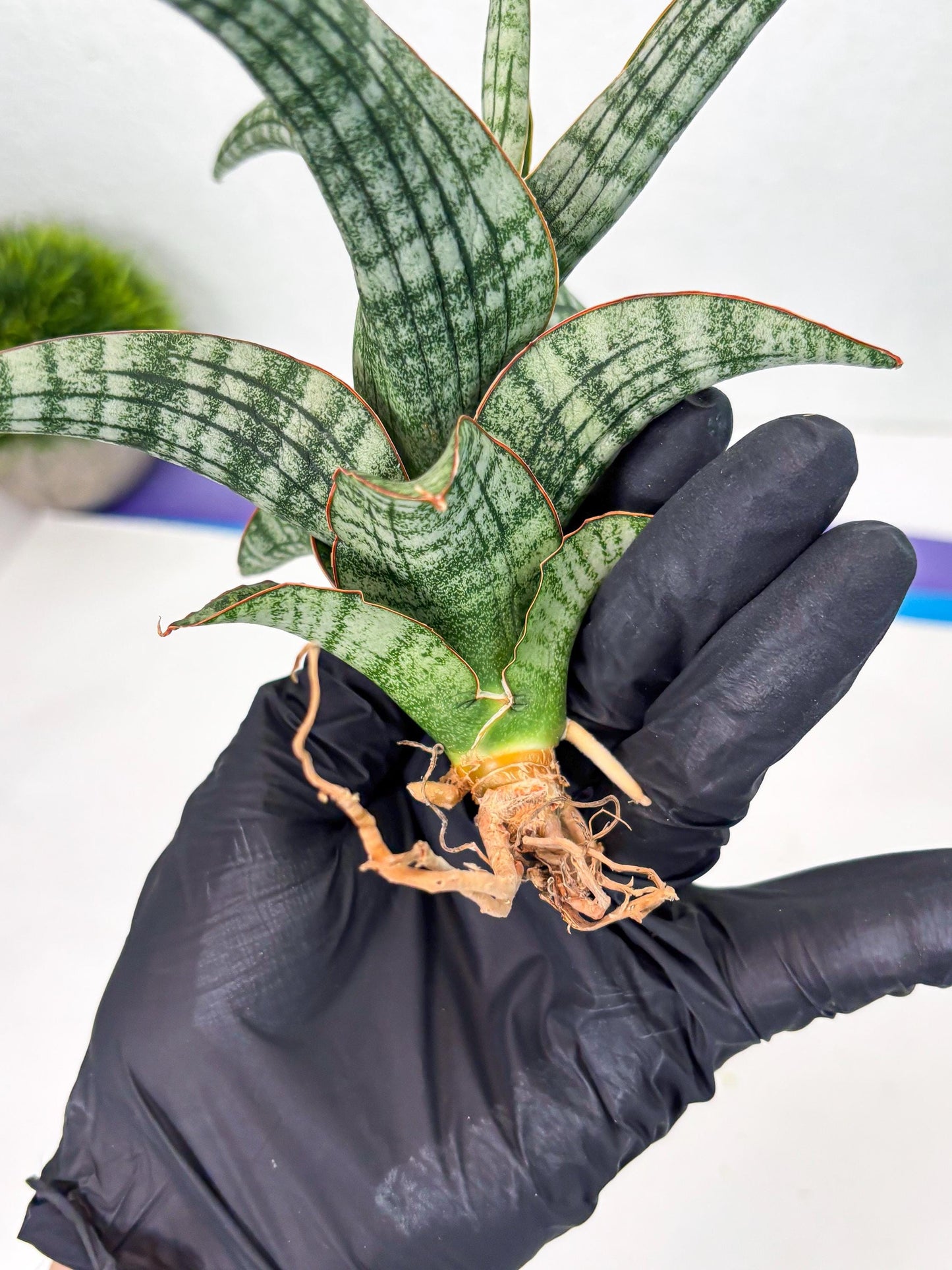 Sansevieria Azura x Marsha (Ha4) (2) | Hybrid Snake Plant