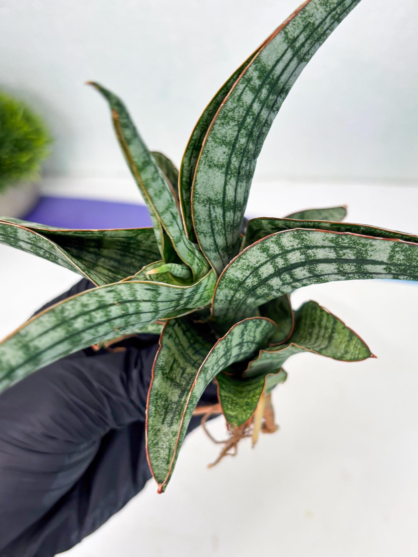 Sansevieria Azura x Marsha (Ha4) (2) | Hybrid Snake Plant