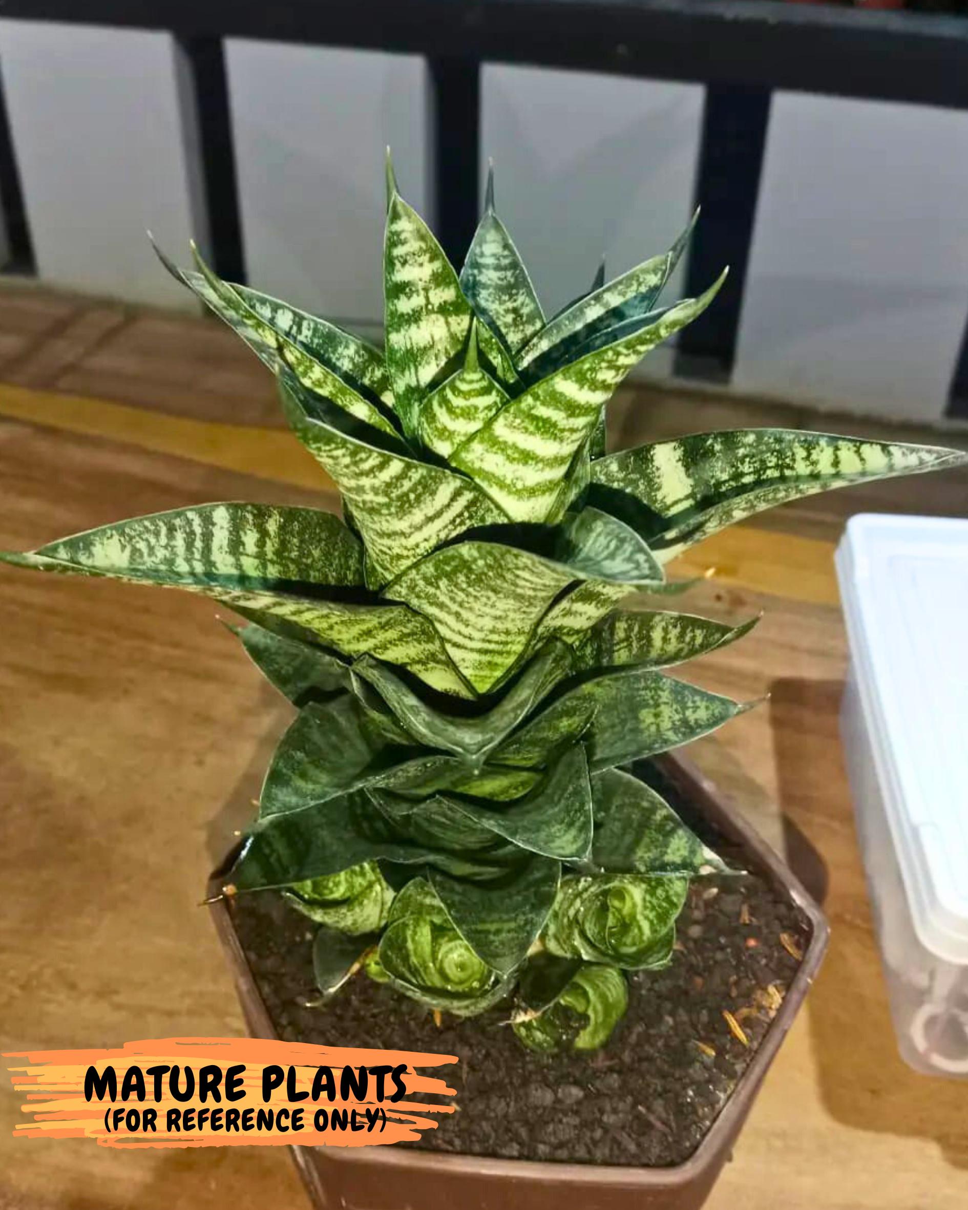 Sansevieria Marga x Caroline (ba6) (5) | Rare Collection