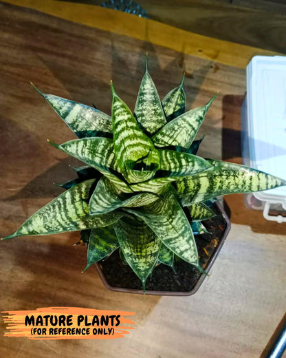 Sansevieria Marga x Caroline (ba6) (5) | Rare Collection