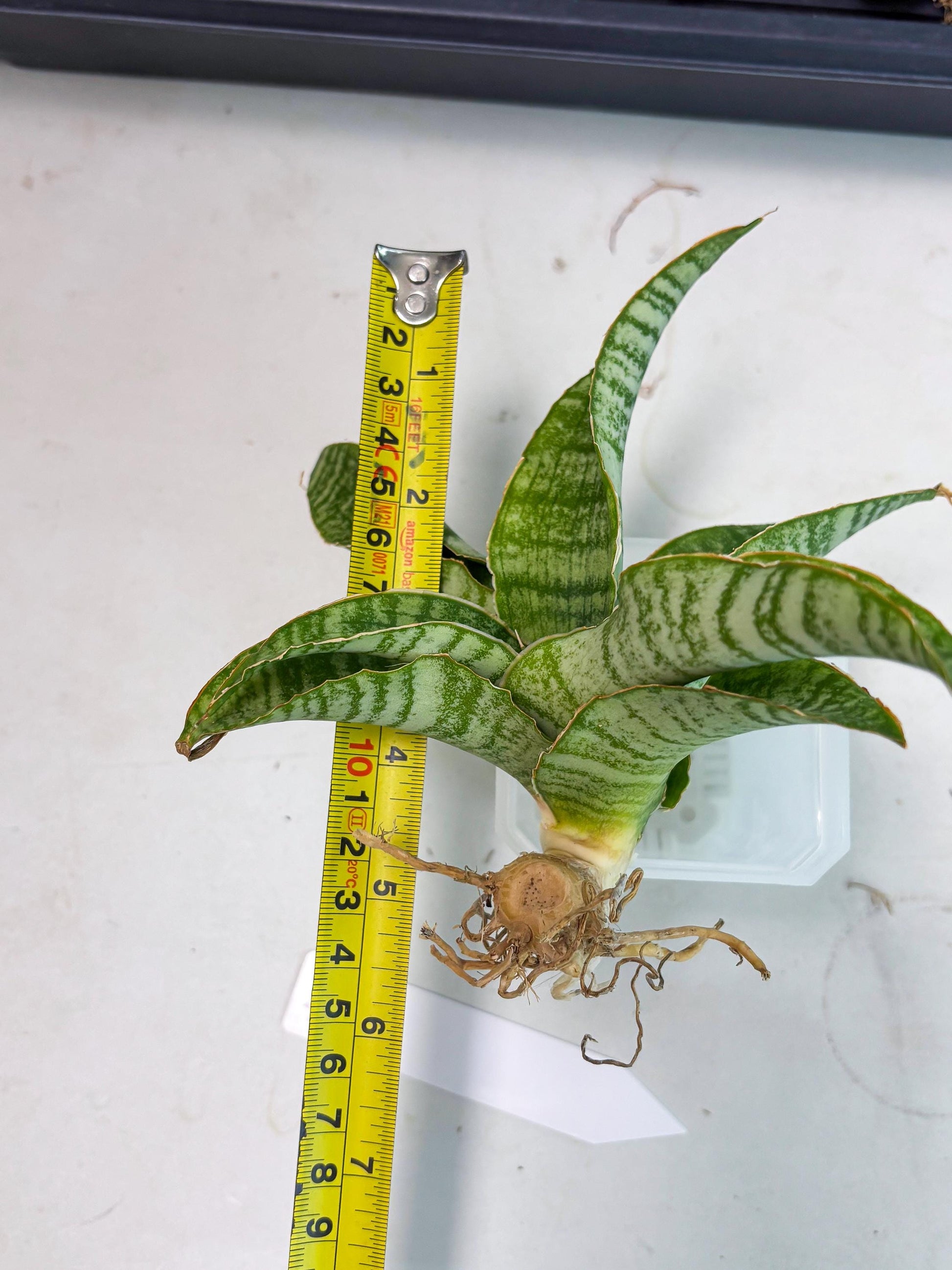 Sansevieria Tidar (Ha4) (4) | Hybrid Snake Plant
