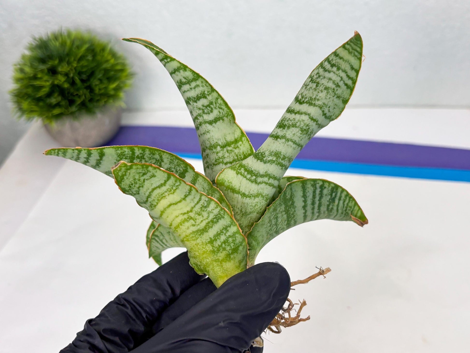 Sansevieria Tidar (Ha4) (4) | Hybrid Snake Plant