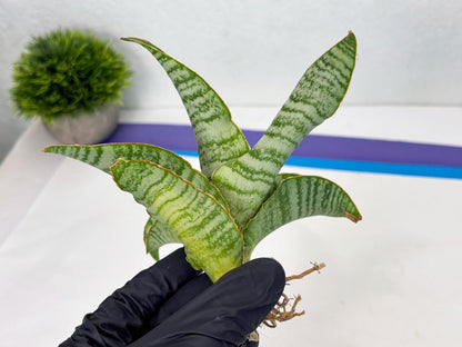 Sansevieria Tidar (Ha4) (4) | Hybrid Snake Plant