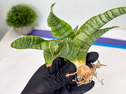 Sansevieria Tidar (Ha4) (4) | Hybrid Snake Plant