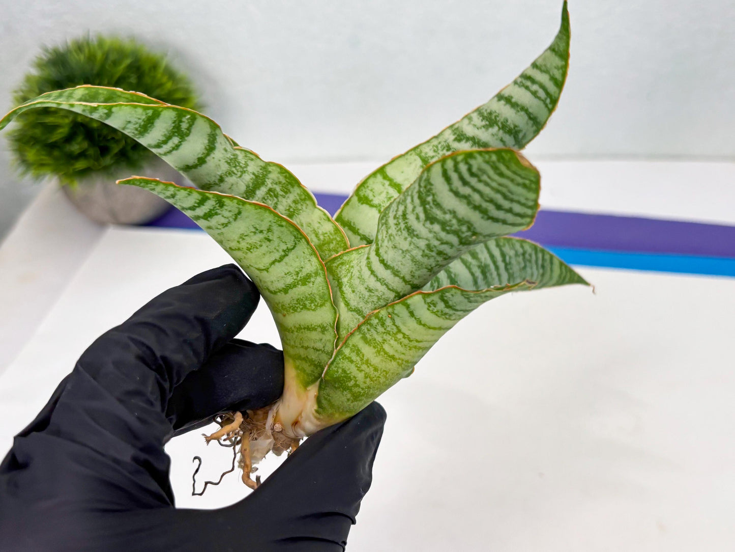 Sansevieria Tidar (Ha4) (4) | Hybrid Snake Plant