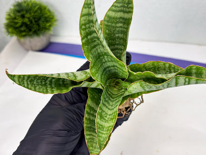 Sansevieria Tidar (Ha4) (4) | Hybrid Snake Plant