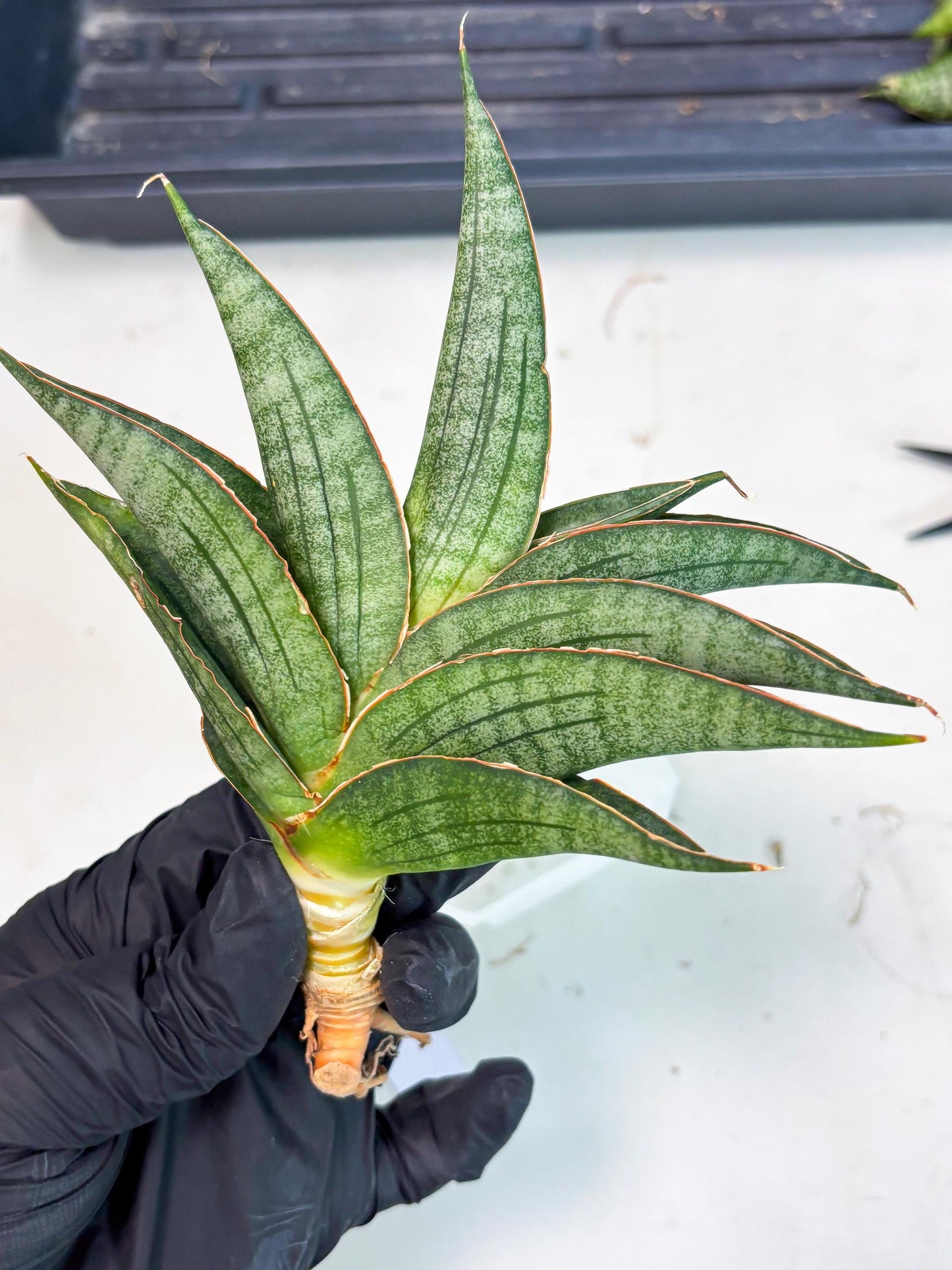 Sansevieria Ao77 (Ha4) (7) | Hybrid Snake Plant