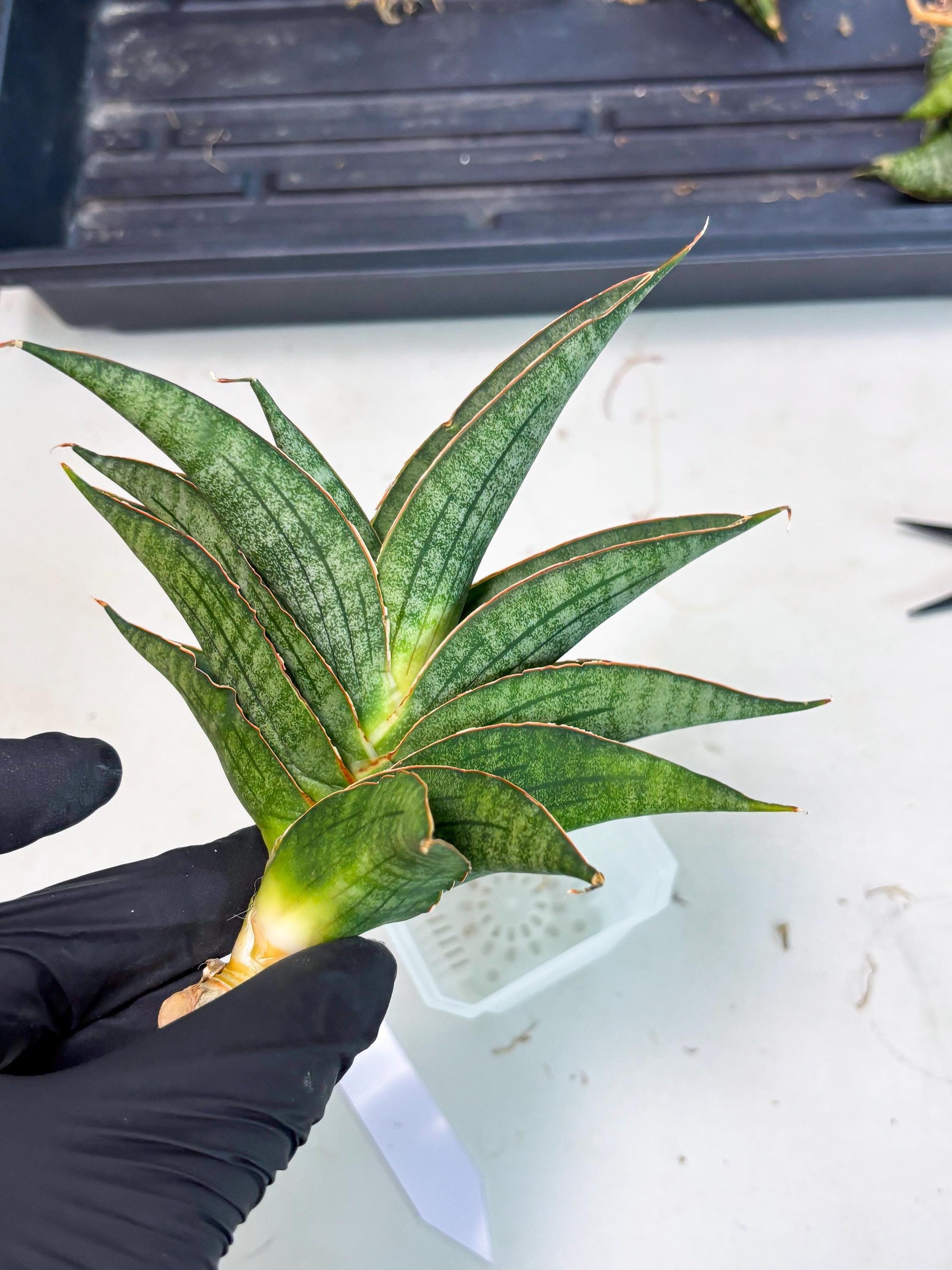 Sansevieria Ao77 (Ha4) (7) | Hybrid Snake Plant